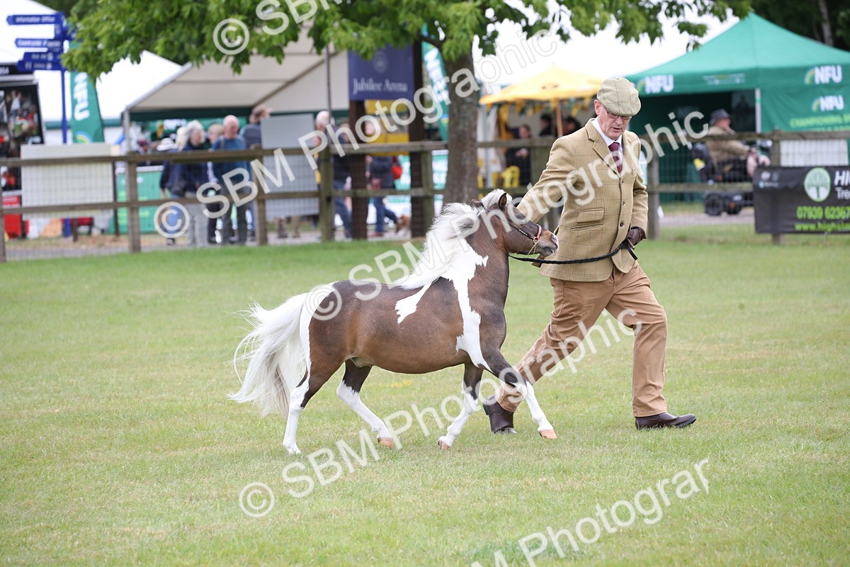 SBM_03982 - Class 23-25 - British Miniature Horse of the Year