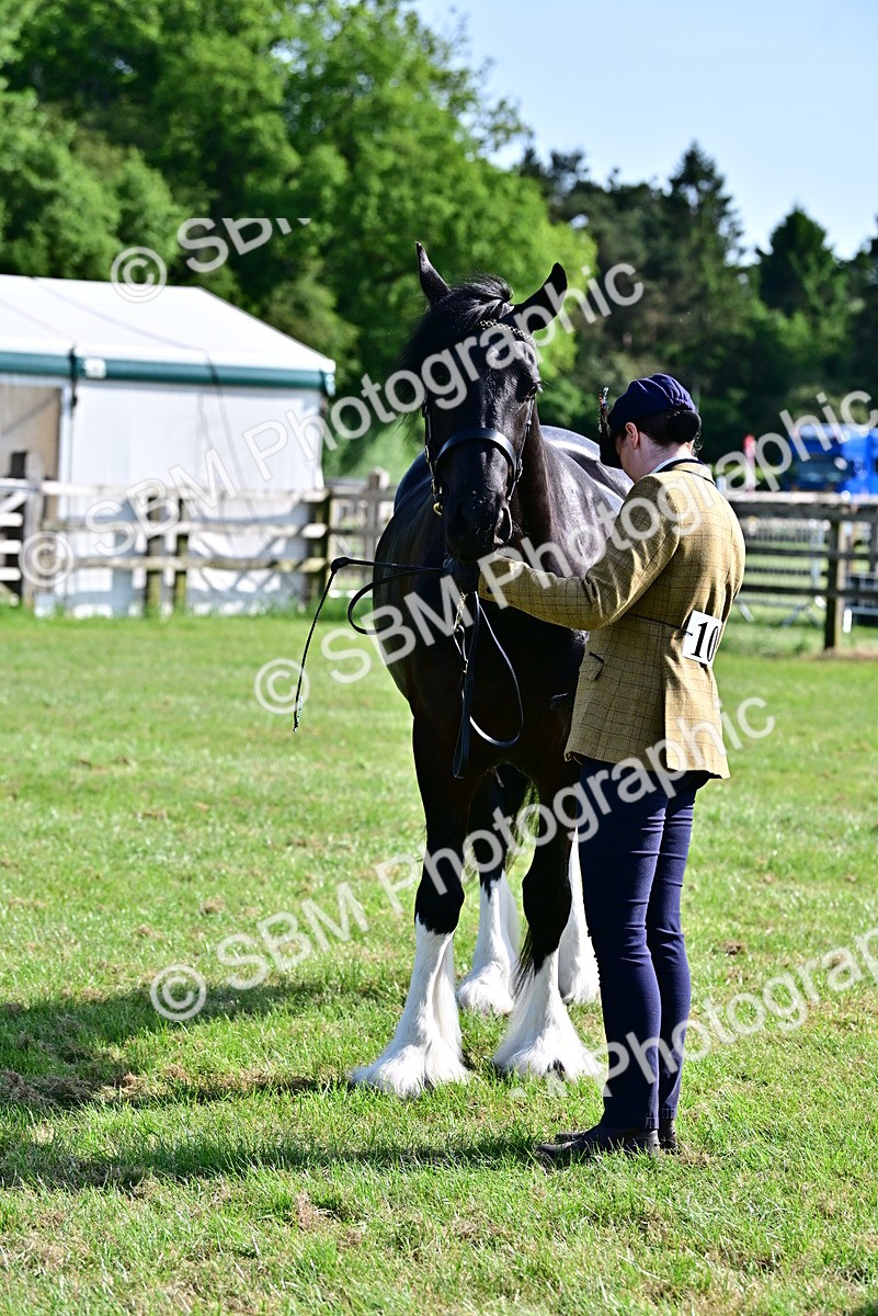 SBM_10042 - Class 63-65 - Traditional Gypsy Cobs In Hand & Ridden