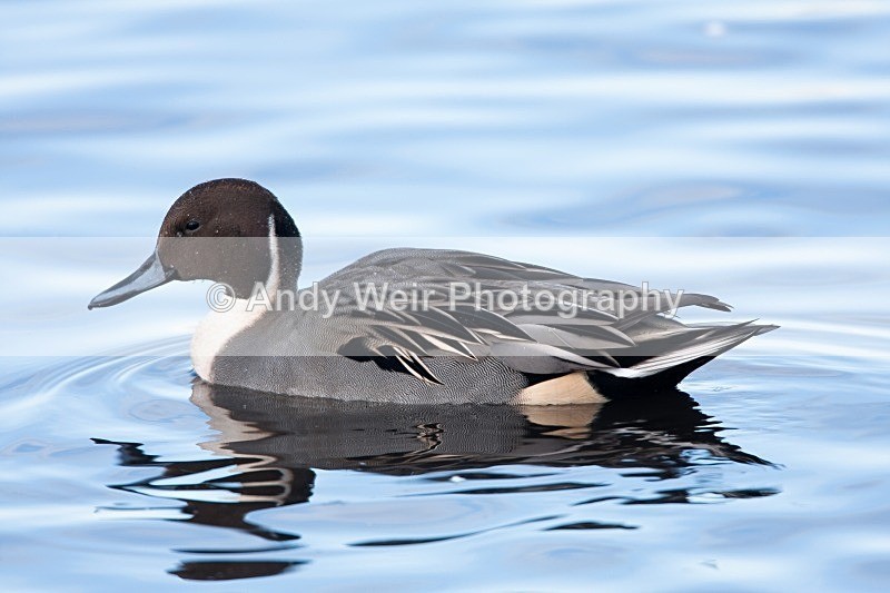 20081128-IMG_0733 002 - Pintail