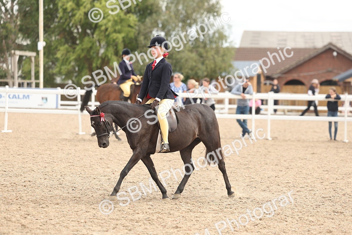 SBM_15991 - Class 311 - Ridden Show pony-Show hunter Pony