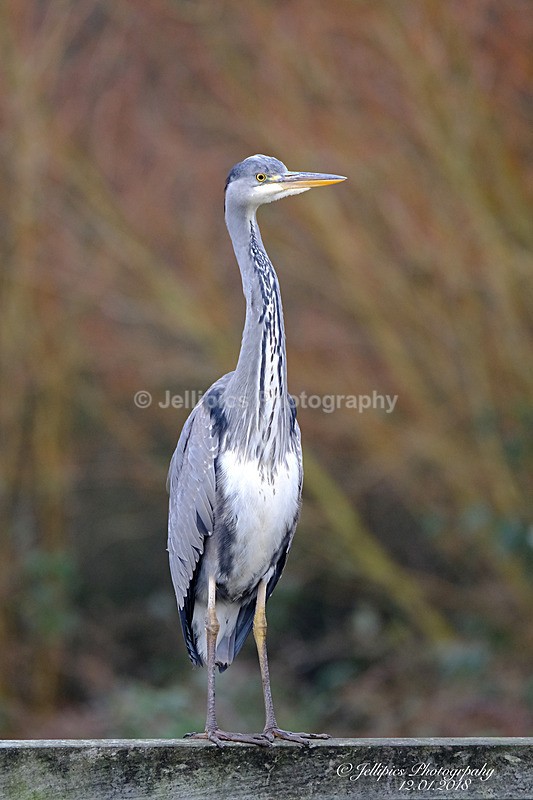  - Wildlife and Nature