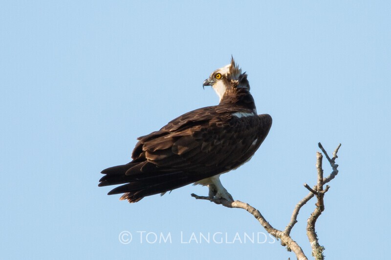 Osprey - Birds of Prey