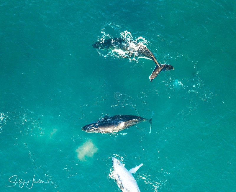 Three Humpbacks 5