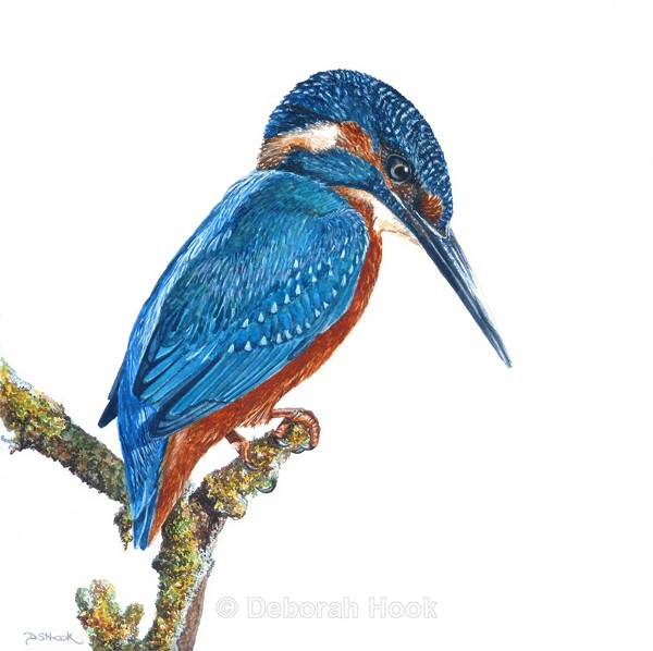 Biding time - Birds