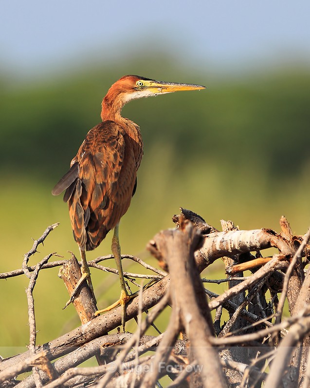 Purple Heron (immature) perched among a tangle of broken branches - Purple Heron