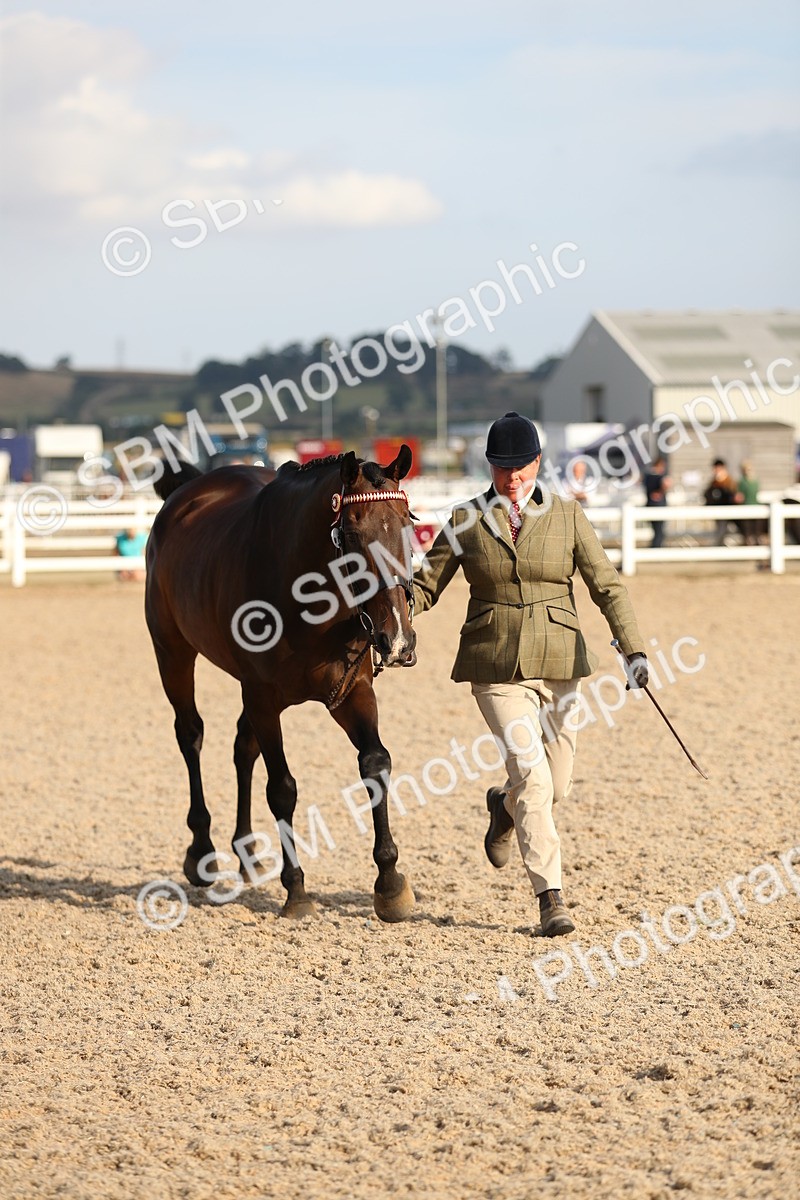 SBM_08668 - Class 28 - IH Veteran Horse