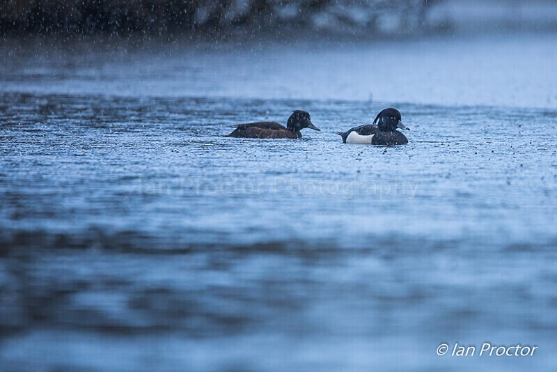 Weather for Tufted Ducks! - Nature