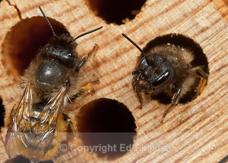 Osmia bicornis (f) - Osmia bicornis (rufa)