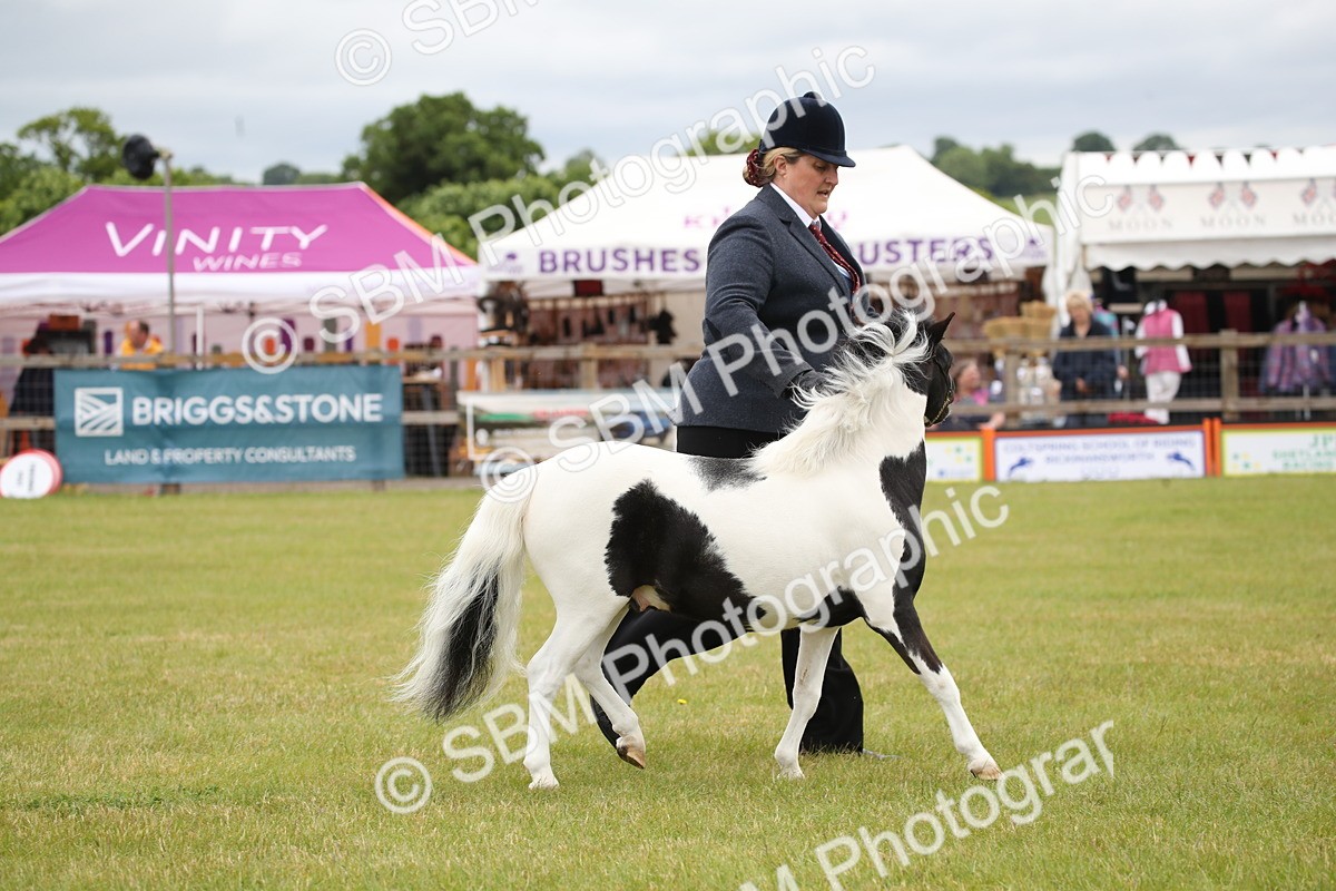 SBM_03818 - Class 23-25 - British Miniature Horse of the Year