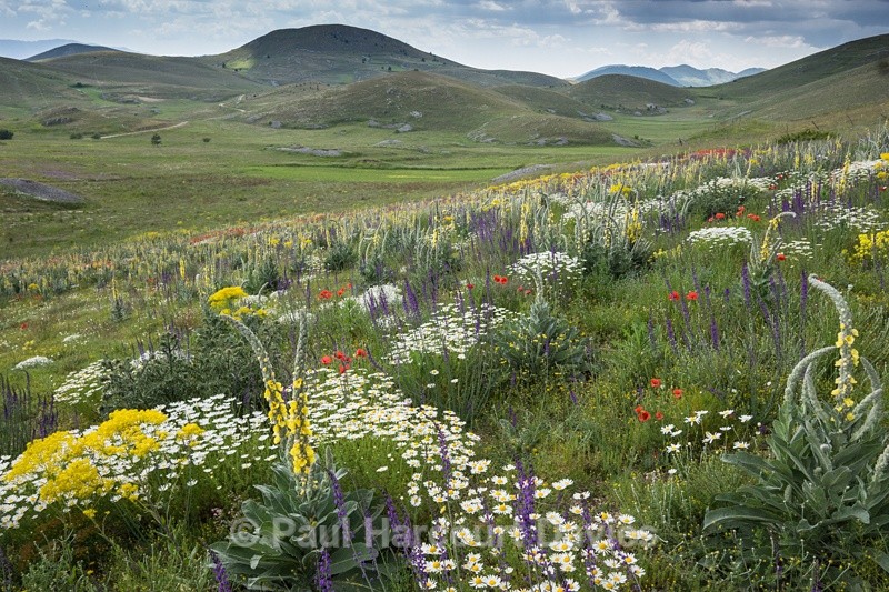  - Plants: wide-angle