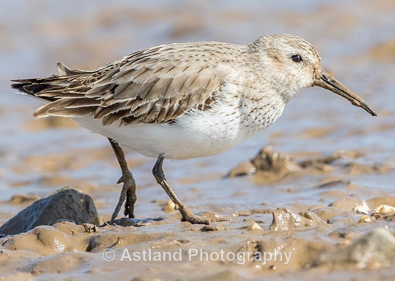 Astland Photography, Bird and Wildlife Images, Susan and Peter Wilson, U.K.
