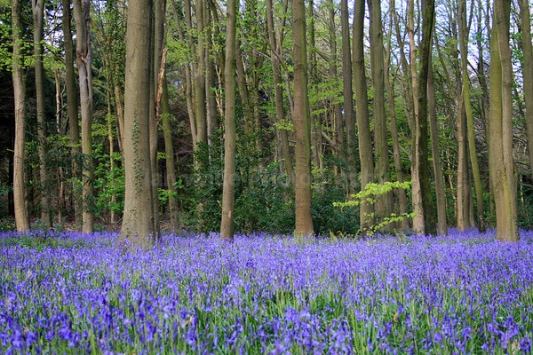 Bluebell Wood _S118 - Somerset landscape Photography