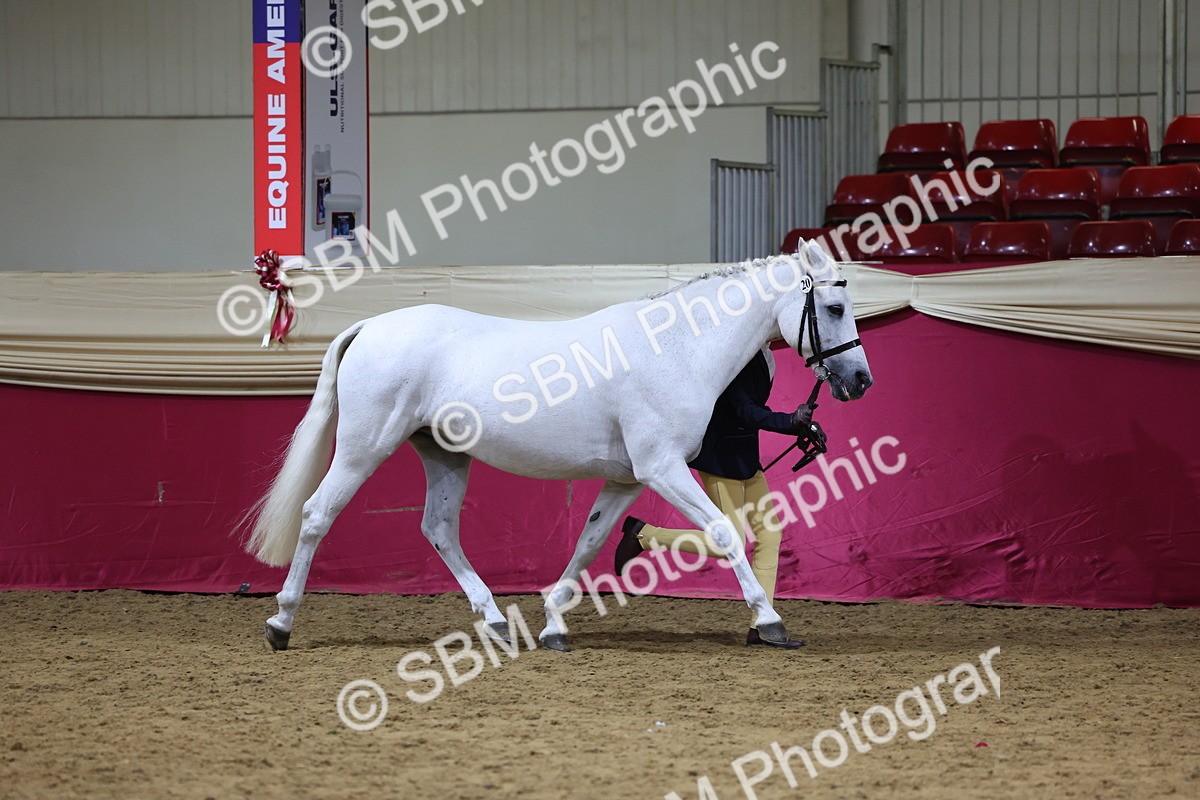SBM_18669 - Class D IH Pony Champ