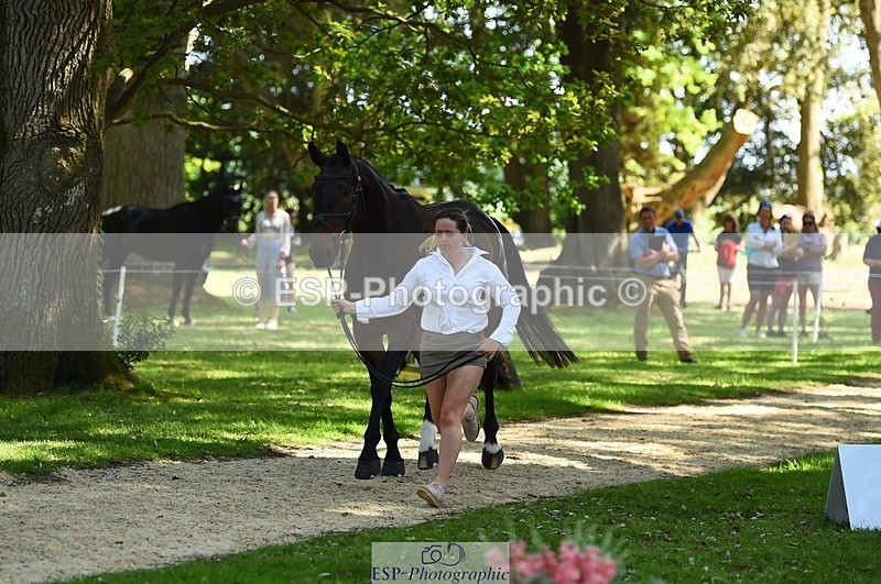 230524-153228-00337 - 357-VIVENDI_HERO-Saffron_Cresswell-WEDTrotUp+DR