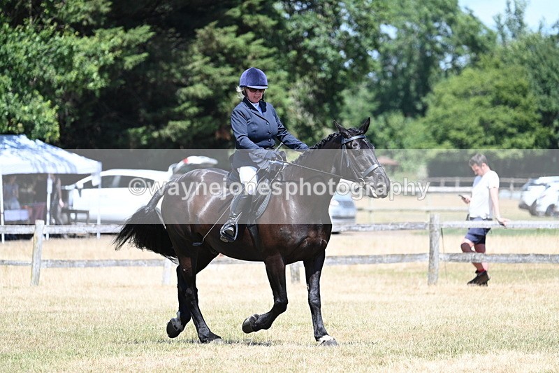 WJ7_2948 - Class 7 Riding Club Show Horse