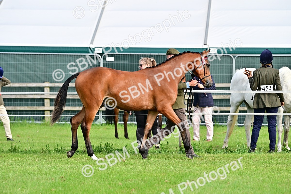 SBM_00070 - Class 46-49 - Arab and Part Bed-Anglo Arab In Hand