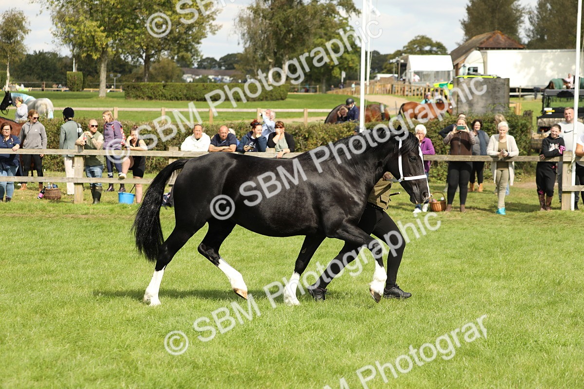 SBM_65413 - S47 - Mountain & Moorland In Hand Large Breeds
