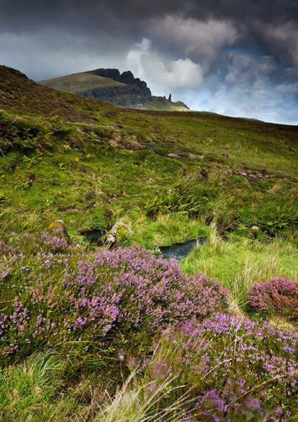 Old Man and Heather - Isle of Skye