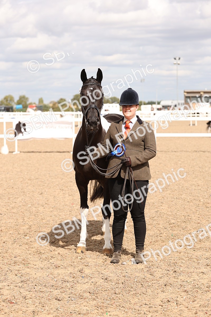 SBM_15402 - Class 210- IH Show Horse