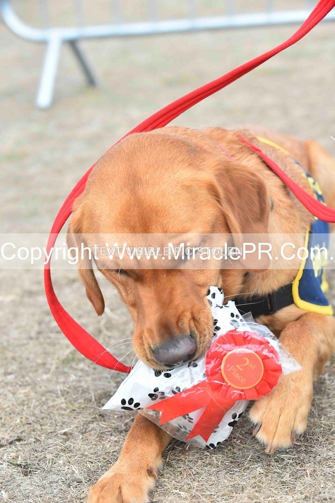 SH4_0181 - Dog show.