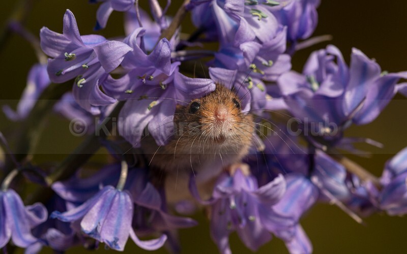 02 Janet Hill_Peeping through the flowers - JANET HILL