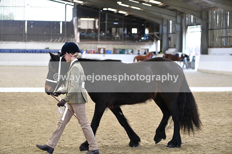 WJ5_4230 - Class 6 In hand M&M - Large Breeds