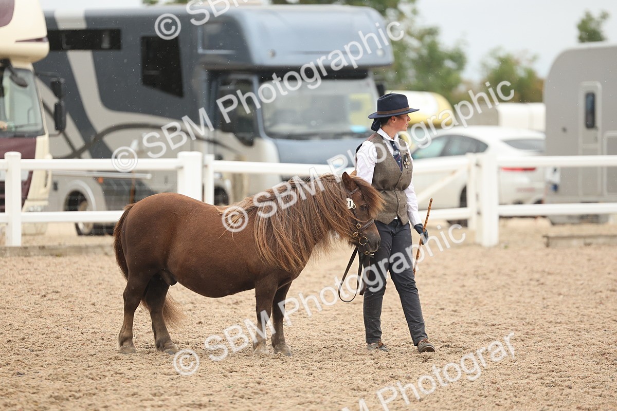 SBM_19347 - Class 317 - IH Pure Bred Horse-Pony
