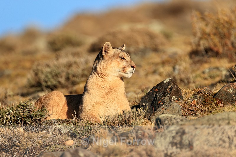Puma Rupestre alert for prey, Torres del Paine, Chile - Puma