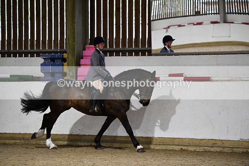 WJ5_8877 - Class 15 Ridden Show Horse