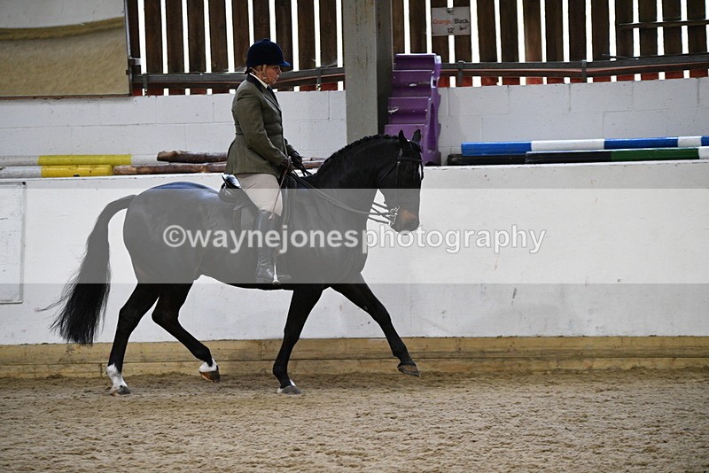 WJ5_7804 - Class 13 Ridden Part Breed