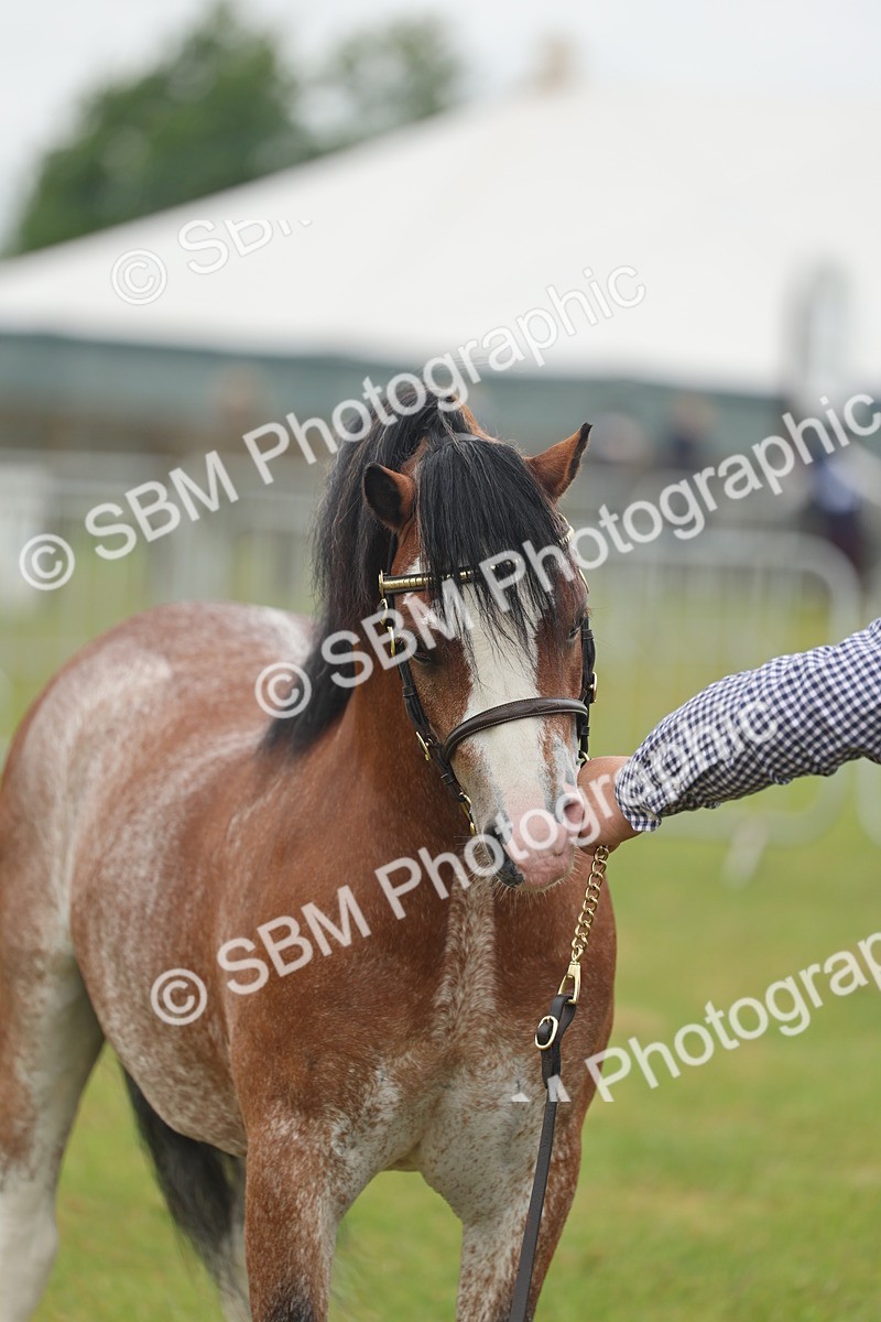 SBM_01368 - Class 50-57 - M&M Welsh Pony In Hand