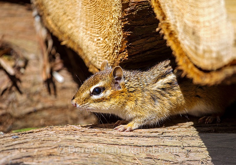 Eastern Chipmunk Tamias  striatus - Urban Wildlife