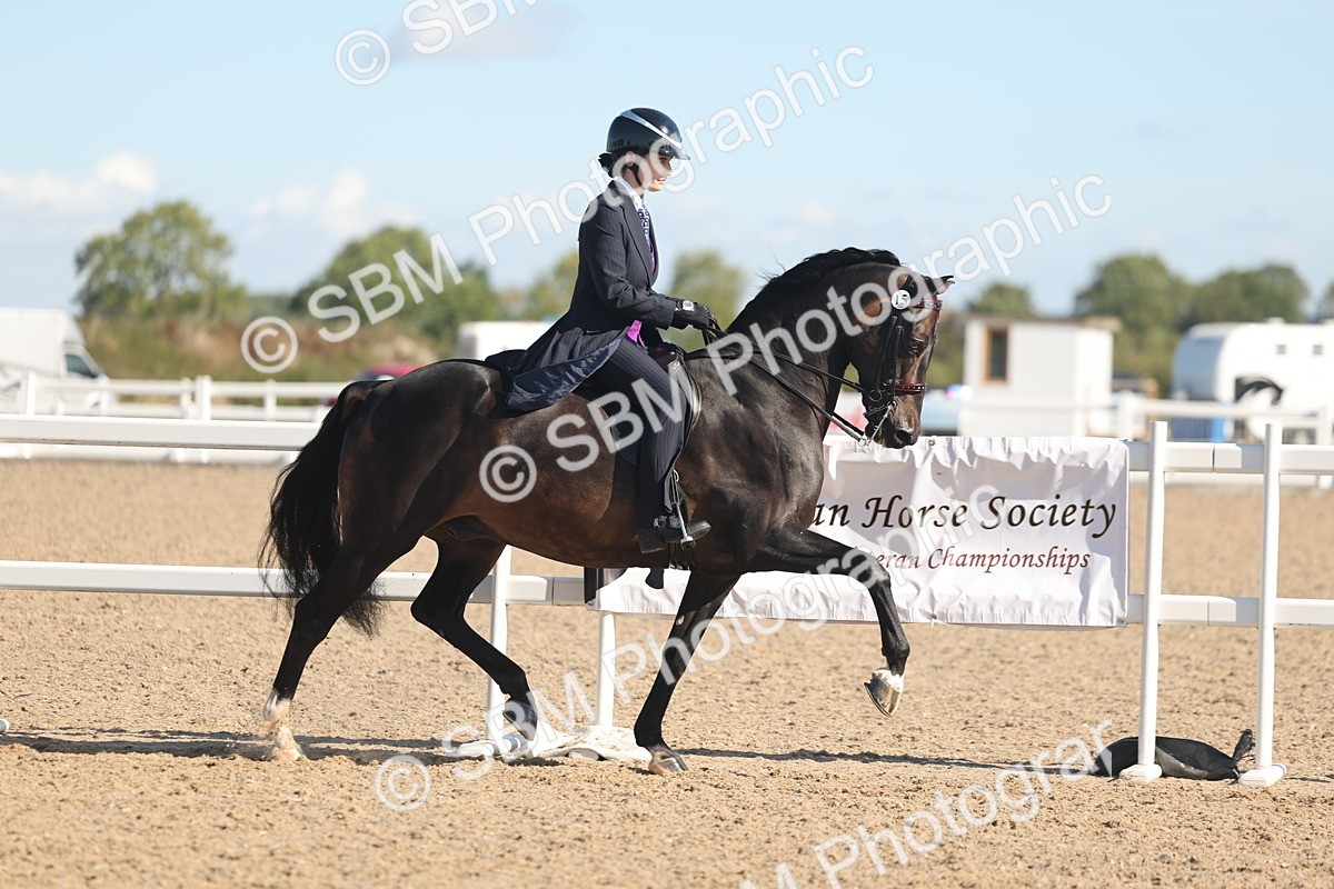 SBM_13009 - Class 305 - Ridden Foreign Breed Pure Bred