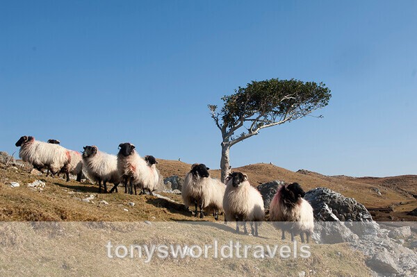 Sheep in the wild Connemara, Co.Galway, Wild Atlantic Way,Ireland - IRISH FARM ANIMALS