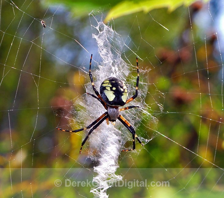Female Argiope Stabilimenta - Spiders of Atlantic Canada