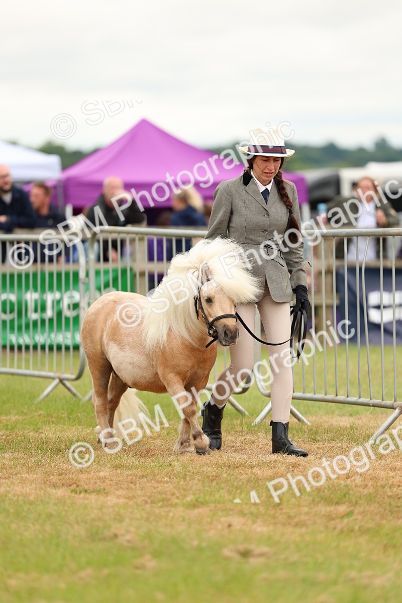 SBM_04434 - Class 64-67 - Shetland Pony In Hand