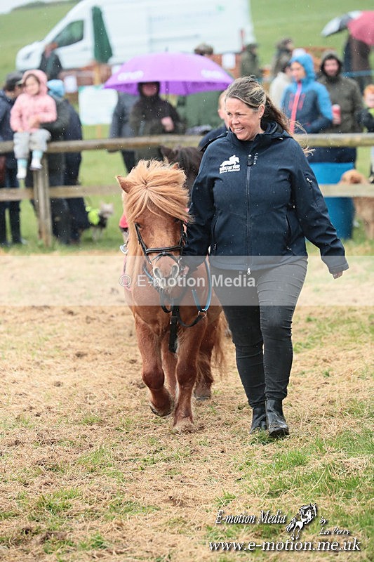 SHETPR 210425 40 - Shetland Ponies Paxford Races 21/04/25