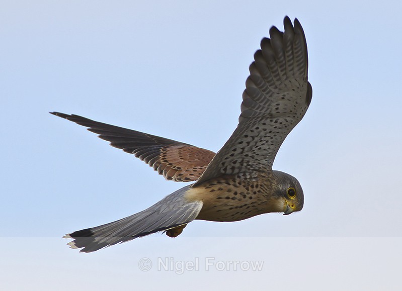 Kestrel (male) hovering at Otmoor - Kestrel
