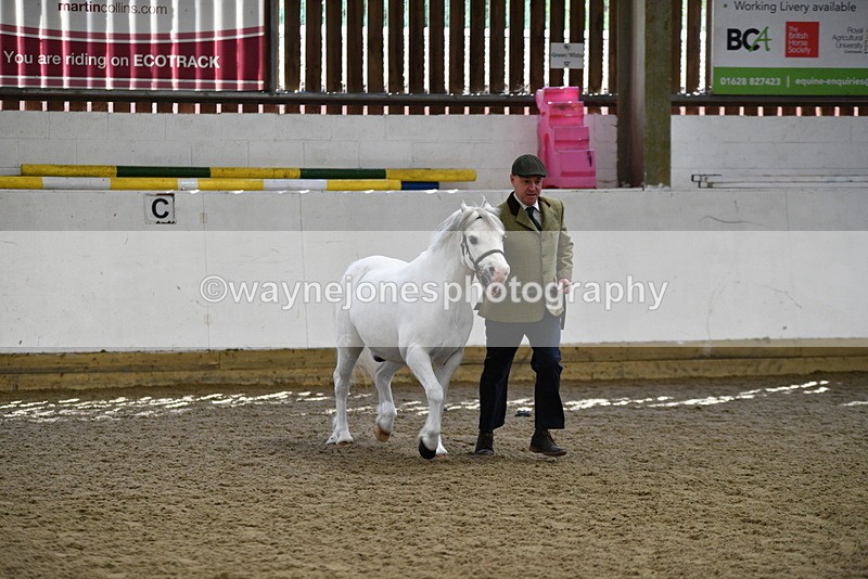 WJ5_5333 - Class 4 In hand M&M - small breeds