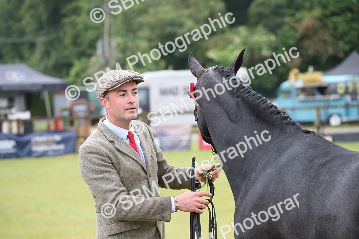 SBM_00062 - Class 17-20 - Arab & Part Bred - Anglo Arab In Hand