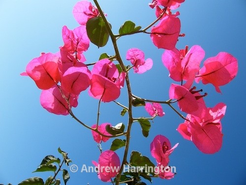 bouganvilla - Photos 1