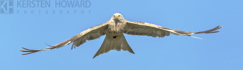 White Kite - Powys - Wales