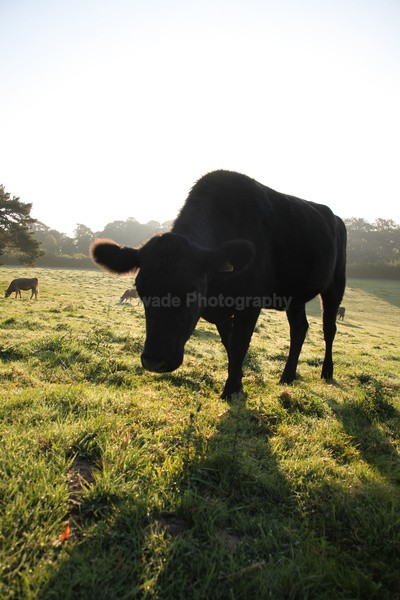 Tuckets Field Cows _030 - Somerset landscape Photography