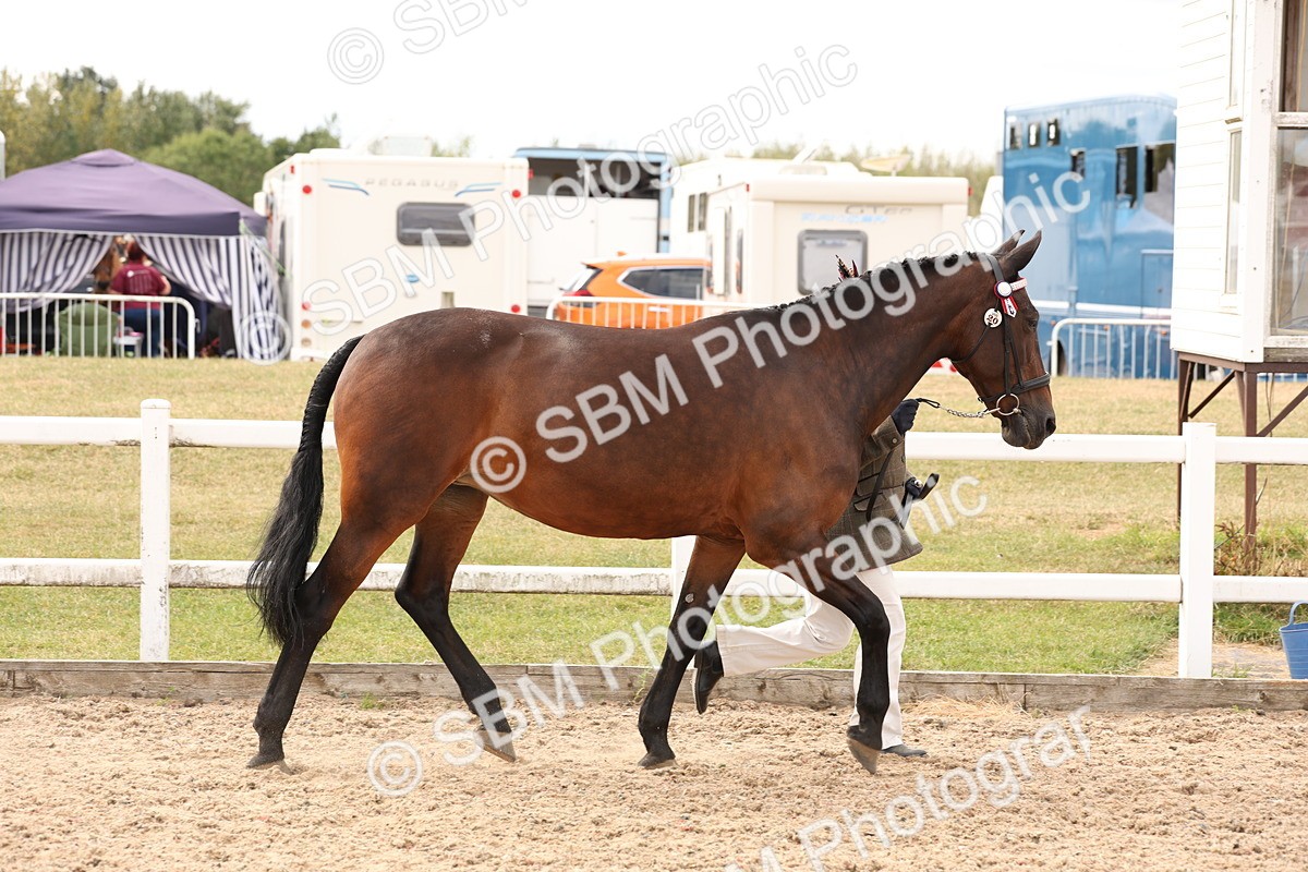 SBM_14677 - Class 208 - IH Veteran Horse