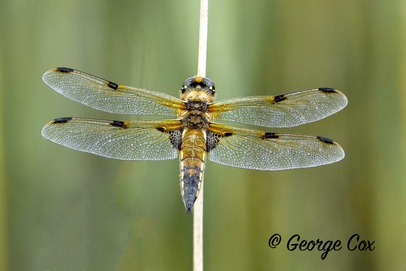 Four spotted chaser - Dragonflies
