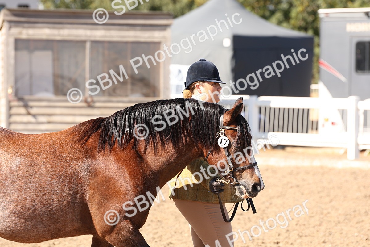 SBM_13868 - Class 205 - IH Show Pony - Show Hunter Pony