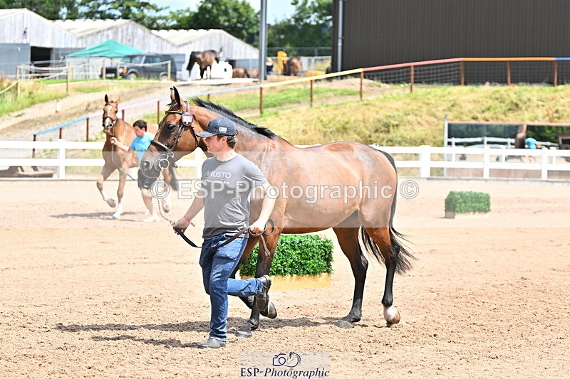240718A-105303-01495 - Trot Up 12pm to 1pm
