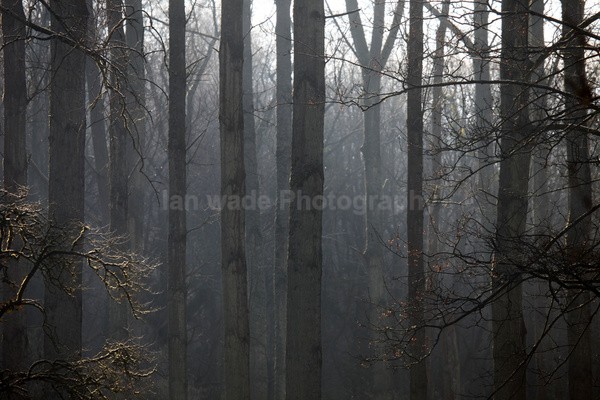 Winter woods  _S162 - Somerset landscape Photography