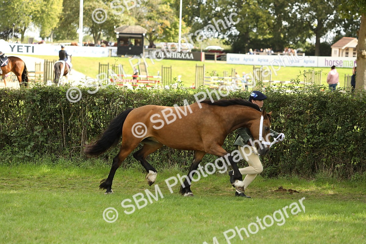 SBM_65382 - S47 - Mountain & Moorland In Hand Large Breeds