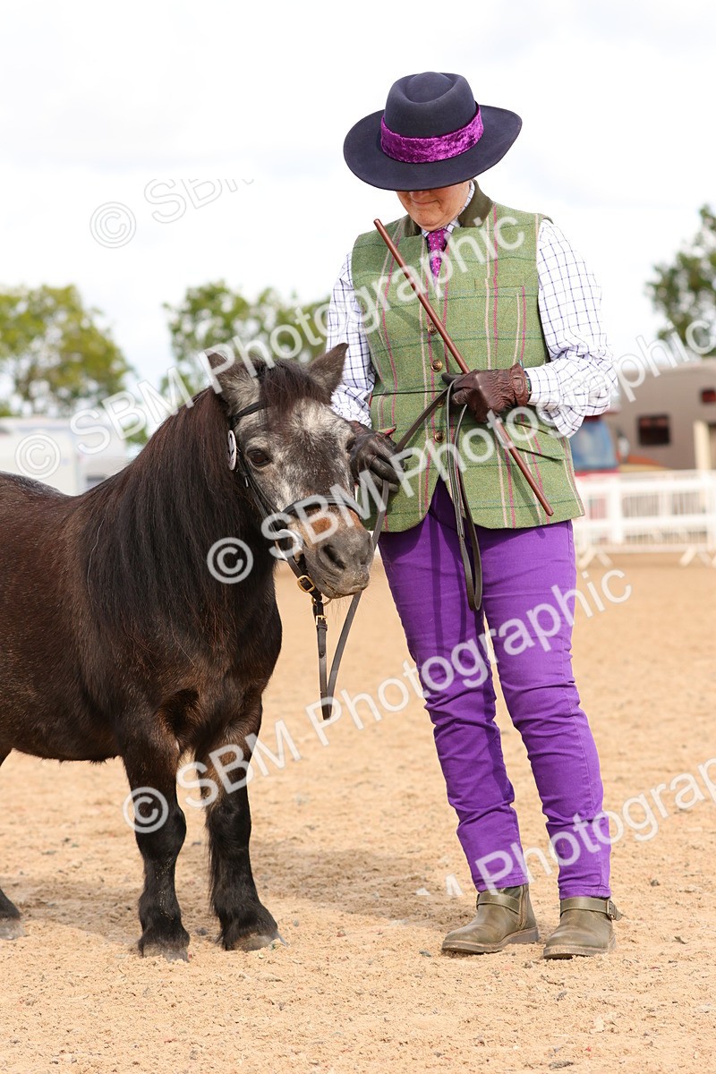 SBM_10312 - Class 206 - IH Non Show Type Pony